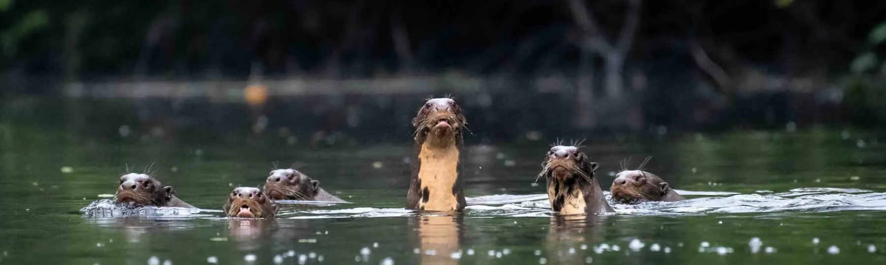 otters otters